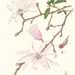 シデコブシ（モクレン科）学名Magnolia stellate